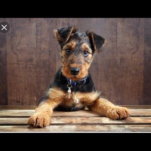 Meet your Posher, Kizzie